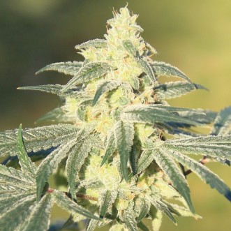 Cannabis seeds Gorilla Glue Feminised Silver - 500 pcs